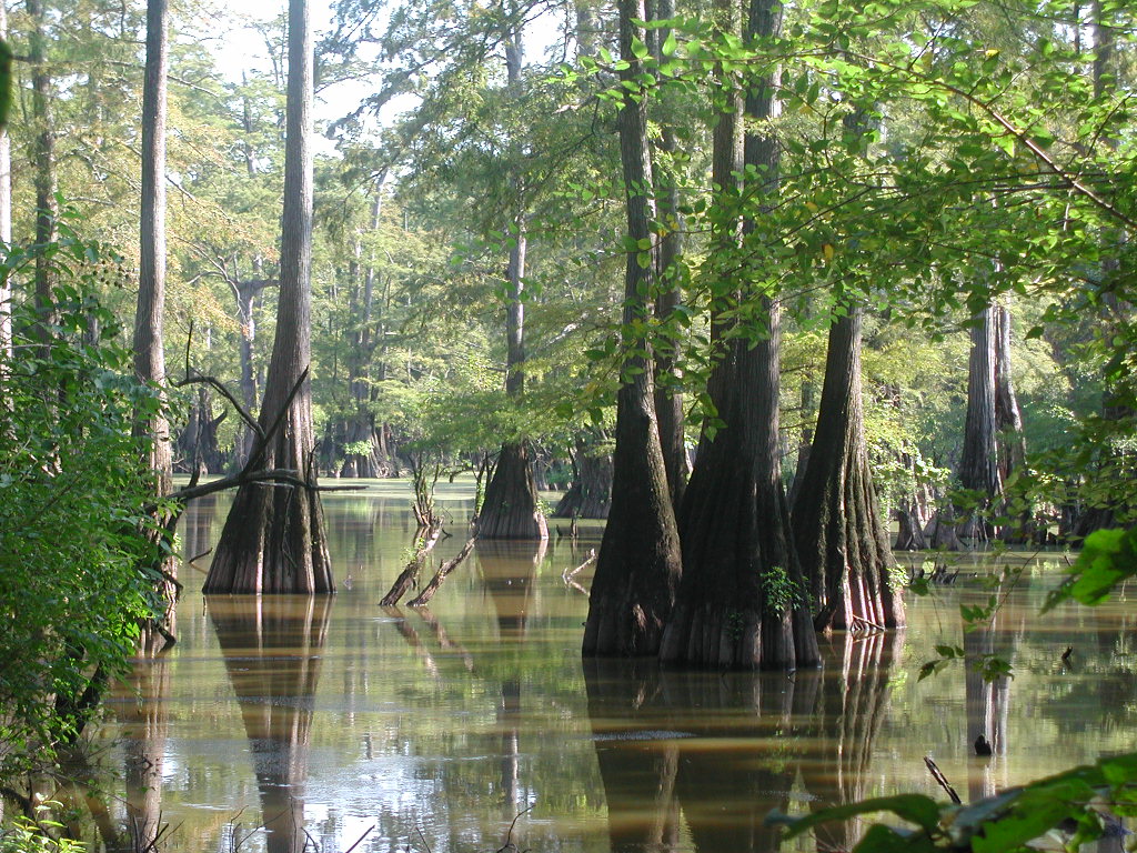 Bald cypress trees reflected in the waters of Lake Martin, Louisiana